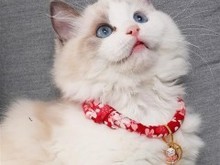 保定拉邦貓價(jià)格與相關(guān)寵物服務(wù)指南