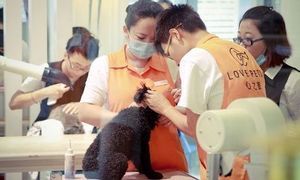 壹狗寵物美容店 專業(yè)與貼心的寵物美容體驗(yàn)