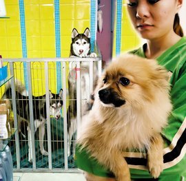 寵物托管服務(wù) 為愛寵提供專業(yè)呵護(hù)與安全港灣