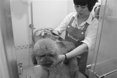 創(chuàng)新與轉(zhuǎn)型并行 寵物行業(yè)加速O2O領(lǐng)域布局