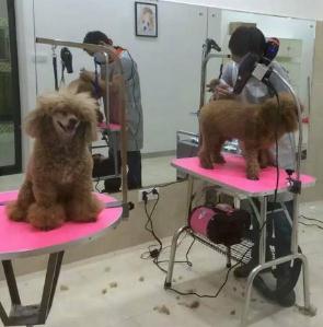 申普寵物醫(yī)院加盟 新時代寵物服務(wù)的發(fā)展機(jī)遇