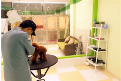 專業(yè)寵物服務(wù)，讓您的愛寵更健康快樂——記【寵物寶寶寵物店】