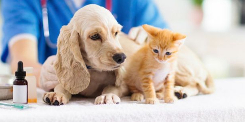 寵物經濟火熱 產業規模持續增長，服務領域成新藍海