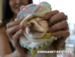 日本寵物商品及服務(wù)市場持續(xù)擴(kuò)大 驅(qū)動因素與未來展望