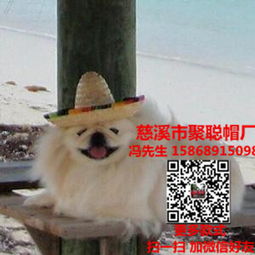 定制寵物帽，讓您的愛寵時(shí)尚又溫暖