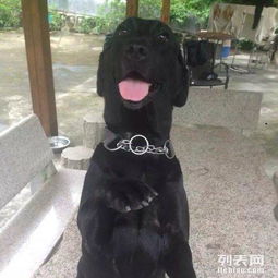 深圳專業(yè)訓(xùn)狗及其他寵物服務(wù)全解析