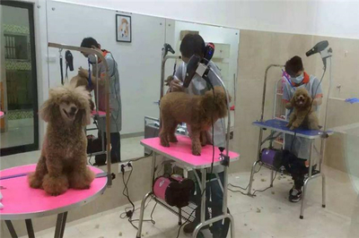 希爾斯寵物醫(yī)院 一站式專(zhuān)業(yè)寵物服務(wù)，守護(hù)愛(ài)寵健康