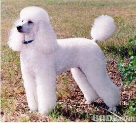 專(zhuān)業(yè)寵物美容師，為你的愛(ài)寵量身定制獨(dú)一無(wú)二的美麗體驗(yàn)