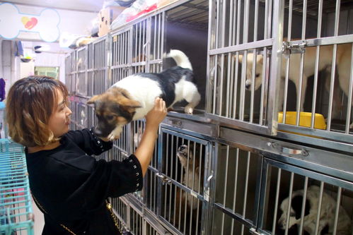 蘇州長(zhǎng)假寵物寄養(yǎng)生意火爆，高端服務(wù)成新趨勢(shì)