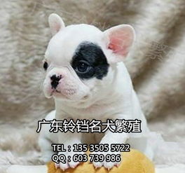 鈴鐺犬舍 專業繁殖法斗幼犬，上門看狗與全面售后保障的安心之選