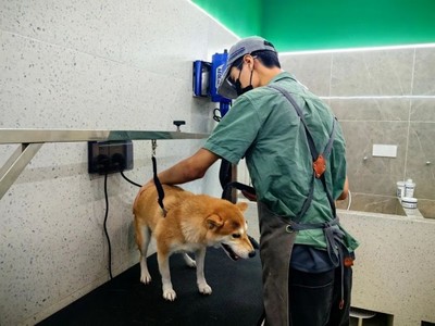 青浦首店！這家寵物樂園有點不一樣~ 解鎖寵物服務新體驗